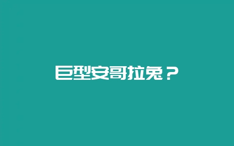 巨型安哥拉兔？-会东网