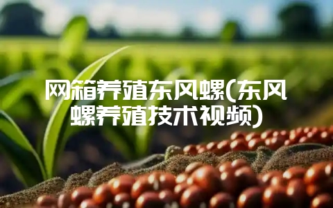 网箱养殖东风螺(东风螺养殖技术视频)-会东网