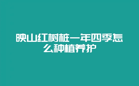 映山红树桩一年四季怎么种植养护-会东网