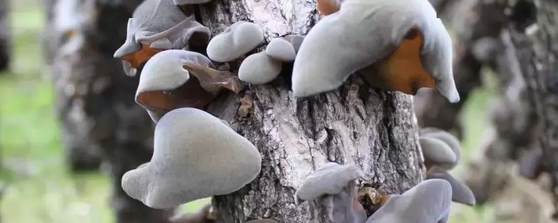 种植一亩木耳的成本与利润,有哪些高产栽培技巧-会东网