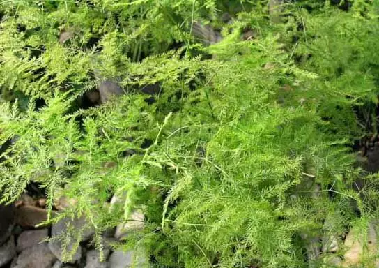 你知道文竹的花语是什么吗?-会东网