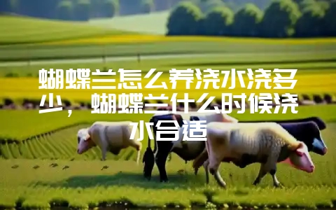 蝴蝶兰怎么养浇水浇多少，蝴蝶兰什么时候浇水合适-会东网