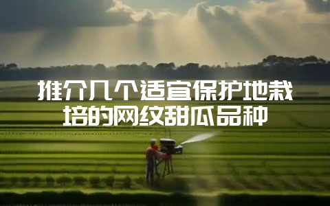 推介几个适宜保护地栽培的网纹甜瓜品种-会东网