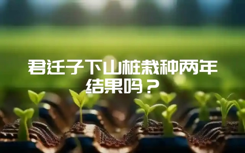 君迁子下山桩栽种两年结果吗？-会东网