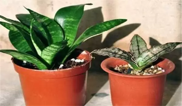 虎皮兰多久浇一次水?虎皮兰盆栽关键技术-会东网