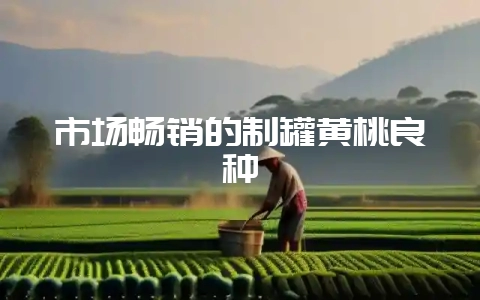 市场畅销的制罐黄桃良种-会东网