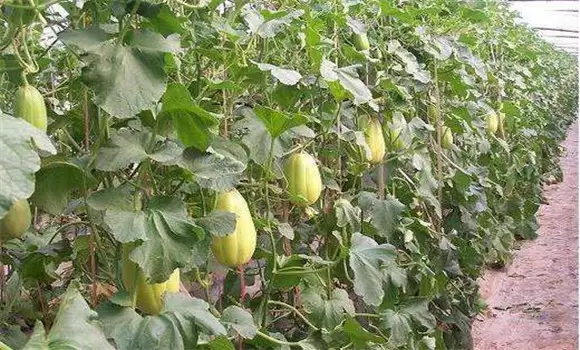 大棚甜瓜立架种植技术优势及技巧-会东网