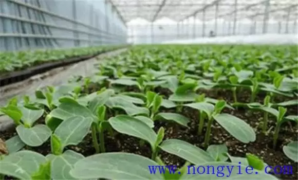 茄子育苗方法和时间 茄子育苗技术要点-会东网