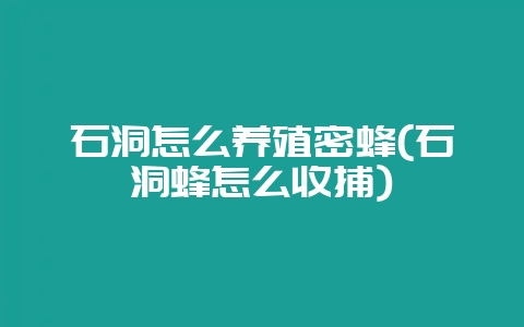 石洞怎么养殖密蜂(石洞蜂怎么收捕)-会东网