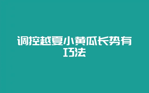 调控越夏小黄瓜长势有巧法-会东网