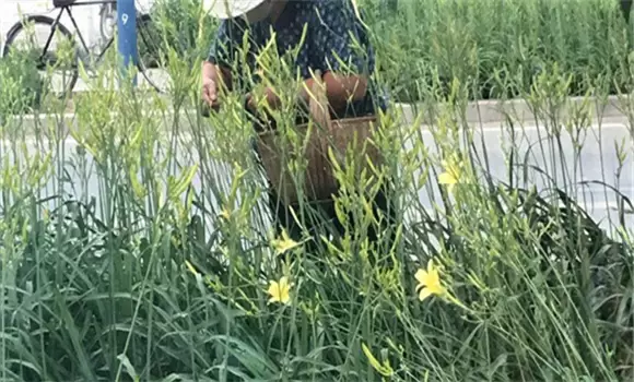 萱草要怎样施肥?萱草的水肥管理-会东网