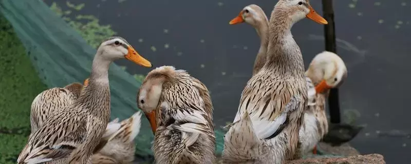 养鸭的方法和技巧,鸭子的健康和成长离不开适当的饲料选择-会东网