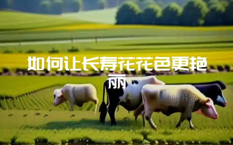 如何让长寿花花色更艳丽-会东网