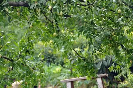 冬枣优秀品种-苹果冬枣简介-会东网