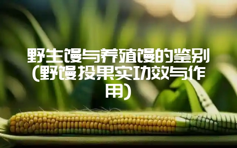 野生馒与养殖馒的鉴别(野馒头果实功效与作用)-会东网