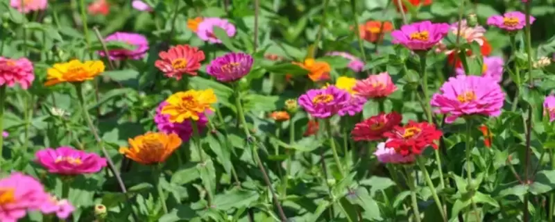 花的品种有哪些-会东网