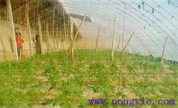 冬春茬黄瓜的栽培季节 冬春茬黄瓜栽培技术要点-会东网