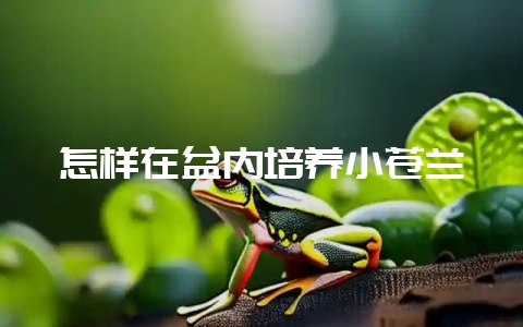 怎样在盆内培养小苍兰-会东网