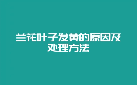 兰花叶子发黄的原因及处理方法-会东网