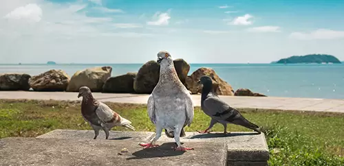 养鸽户是否已经忽视了稻谷对鸽子的影响?-会东网