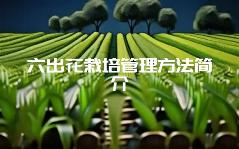 六出花栽培管理方法简介-会东网
