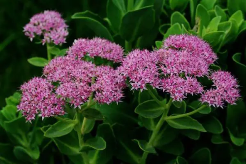 八宝景天的养殖方法，浇水时要注意适量插图1