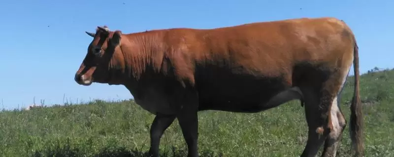 养牛冬天没草吃怎么办，可以用玉米秸秆或者小麦秸秆代替-会东网