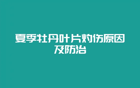 夏季牡丹叶片灼伤原因及防治-会东网