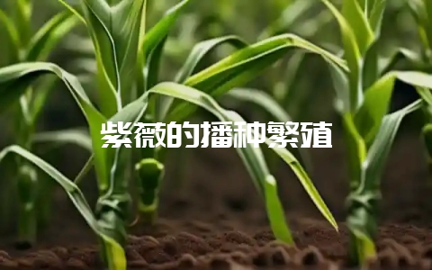 紫薇的播种繁殖-会东网