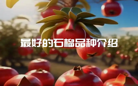 最好的石榴品种介绍插图 最好的石榴品种介绍插图