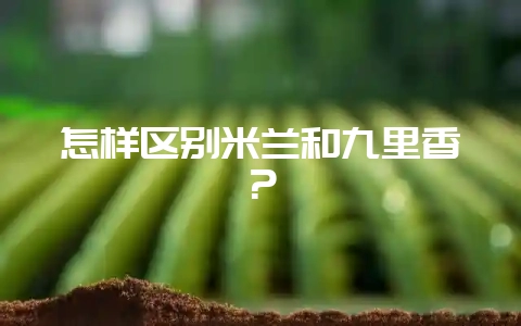 怎样区别米兰和九里香？-会东网