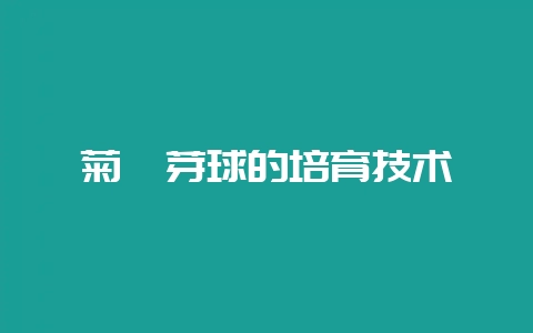 菊苣芽球的培育技术-会东网
