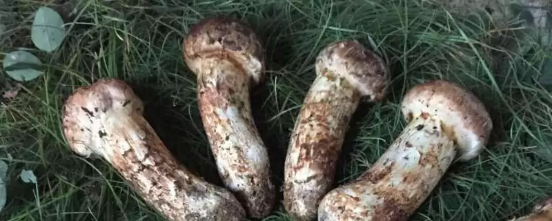 松茸莫斯的养护方法,提供适宜的生长环境-会东网