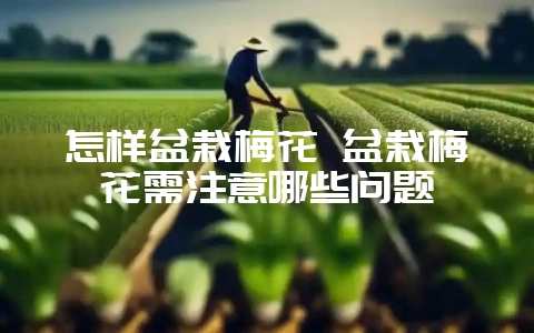 怎样盆栽梅花 盆栽梅花需注意哪些问题-会东网
