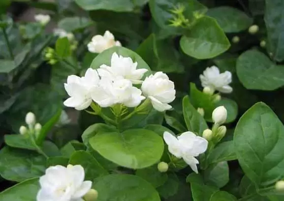 茉莉花的养殖方法-会东网