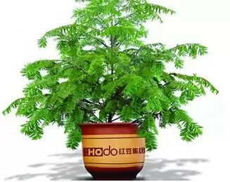 红豆杉的养殖方法和技巧-会东网