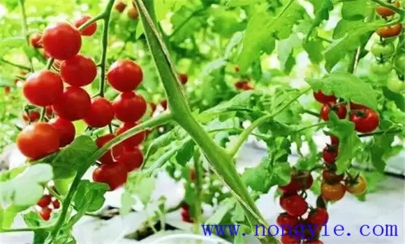 番茄对光照要求有哪些 番茄光照不足有什么影响-会东网