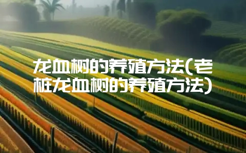 龙血树的养殖方法(老桩龙血树的养殖方法)-会东网