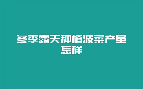 冬季露天种植波菜产量怎样-会东网