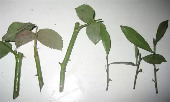 月季花的扦插方法与具体步骤-会东网