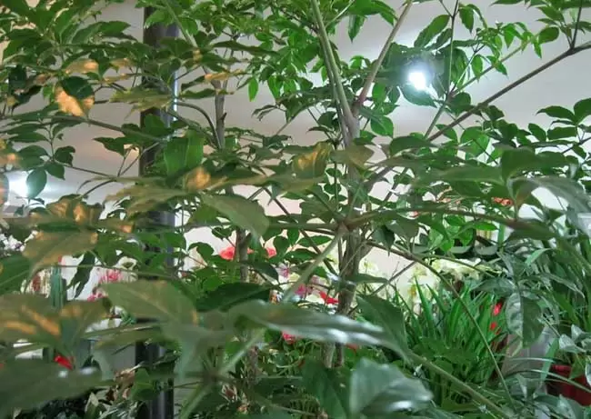 幸福树图片-会东网