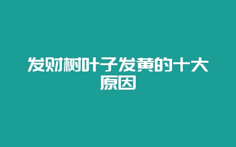 发财树叶子发黄的十大原因-会东网