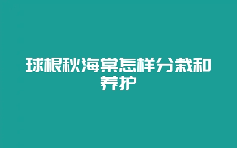 球根秋海棠怎样分栽和养护-会东网