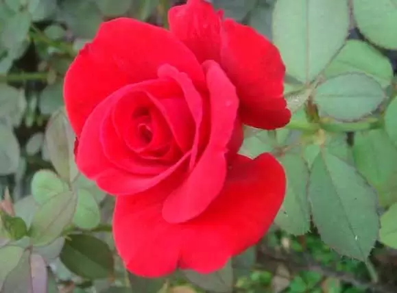 月季花语是什么?-会东网