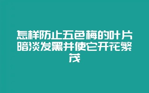 怎样防止五色梅的叶片暗淡发黑并使它开花繁茂-会东网