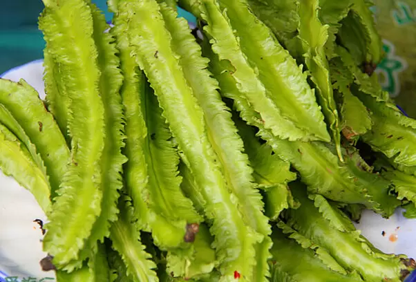 四棱豆图片 四棱豆的功效与作用-会东网