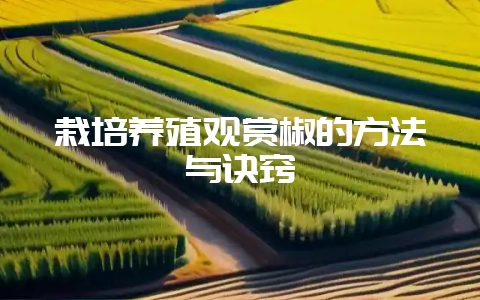 栽培养殖观赏椒的方法与诀窍-会东网
