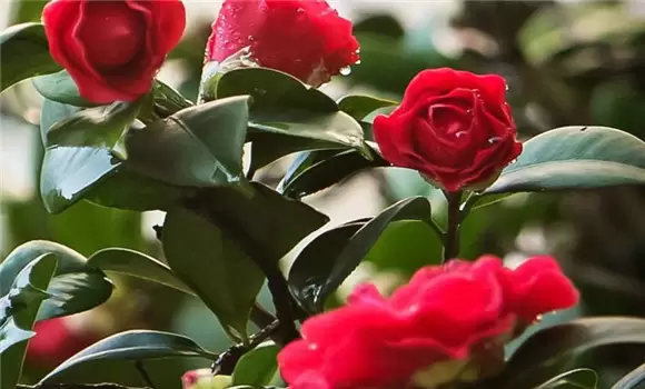 怎样才能养好山茶花-会东网