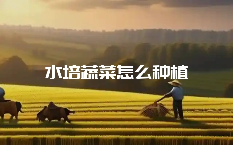 水培蔬菜怎么种植-会东网