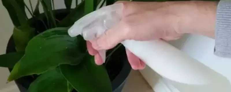 啤酒可以浇什么花-会东网